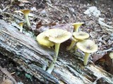 Chrysomphalina strombodes image