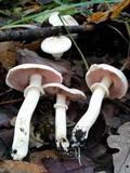 Agaricus californicus image
