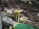 Chrysomphalina strombodes image