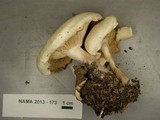 Clitocybe subconnexa image