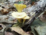 Chrysomphalina strombodes image