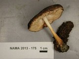 Pluteus hongoi image