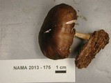 Pluteus hongoi image