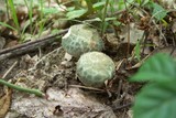 Russula parvovirescens image