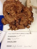 Hydnellum concrescens image
