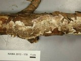 Trichaptum fuscoviolaceum image