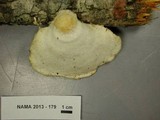 Tyromyces chioneus image