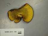 Boletinellus merulioides image
