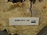 Climacocystis borealis image