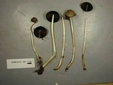 Parasola conopilea image