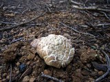 Boletus rex-veris image