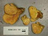 Tapinella panuoides image