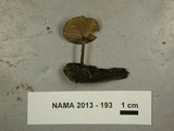 Arrhenia epichysium image