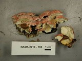 Phlebia incarnata image