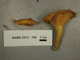 Lactarius croceus image