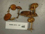 Flammulaster erinaceellus image