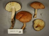 Rhodocollybia maculata var. scorzonerea image