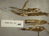 Dendrothele nivosa image