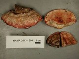 Leptoporus mollis image