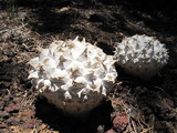 Calvatia sculpta image