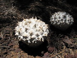 Calvatia sculpta image