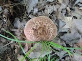 Sarcodon scabrosus image