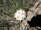 Calvatia sculpta image