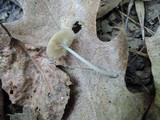Arrhenia epichysium image