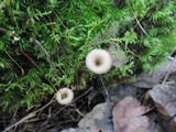 Arrhenia epichysium image