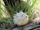 Calvatia sculpta image