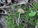 Arrhenia epichysium image