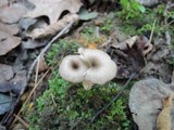 Arrhenia epichysium image