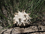Calvatia sculpta image