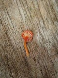 Hygrocybe miniata image