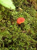 Hygrocybe miniata image