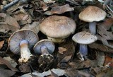 Cortinarius dionysae image