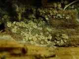 Arachnopeziza aurata image