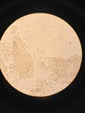 Tricholomopsis rutilans image