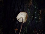 Marasmius cladophyllus image
