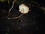 Marasmius cladophyllus image