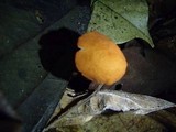 Marasmius cladophyllus image