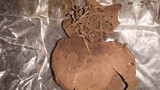 Scleroderma polyrhizum image