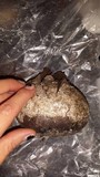 Scleroderma polyrhizum image