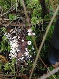 Collybia cirrhata image
