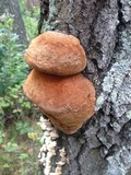 Phellinus pomaceus image