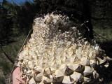 Calvatia sculpta image