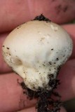 Lycoperdon pratense image