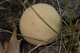 Lycoperdon pratense image