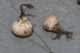 Lycoperdon pratense image
