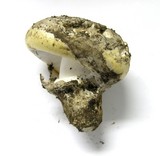 Amanita vernicoccora image
